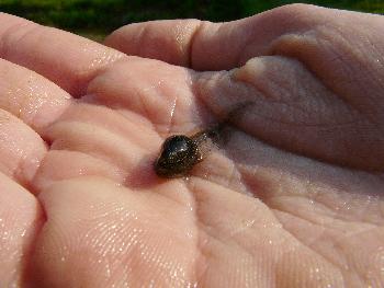 Als ob sie mich ansehen w�rde ...