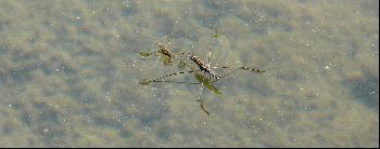 Wasserl�ufer - Rendezvous ...