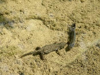 Unterwasser - Rendezvous ...