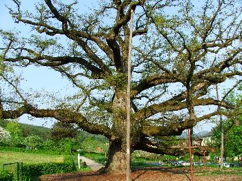 1000 j�hriger Baum in Bad Br�ckenau