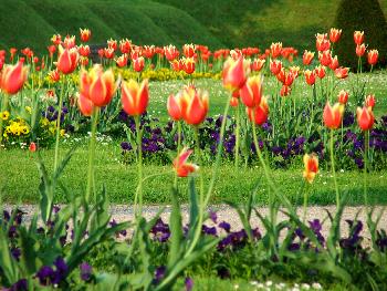 Ein Tulpenmeer im Sp�tfr�hling