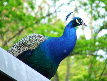 Der Chef im Tierpark