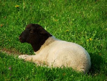 Rh�nschaf-Baby am Sonnen