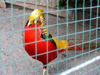 Stolzer Goldfasan im Tierpark Bad Br�ckenau