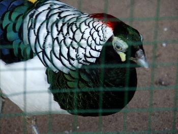 Der Konkurent des Goldfasans ist ein Diamantfasan