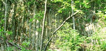 Basalts�ulen im Biosph�renreservat Hochrh�n