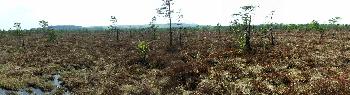Schwarzes Moor (Panorama)