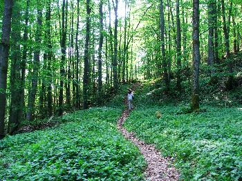 Kleine Wanderung zu den Basalts�ulen