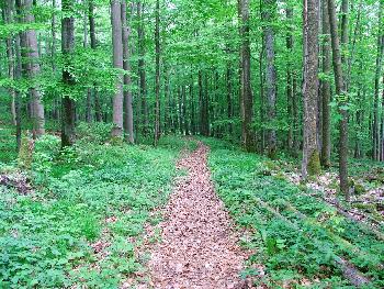 Die unber�hrten W�lder der Rh�n