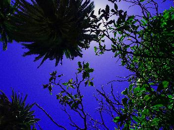 Mittagspause unter Palmen (bessere Bildqualit�t)