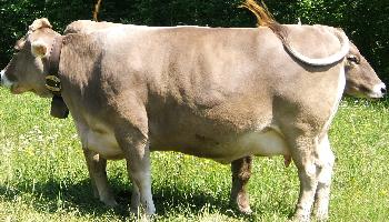 Castorp78: Januskuh
