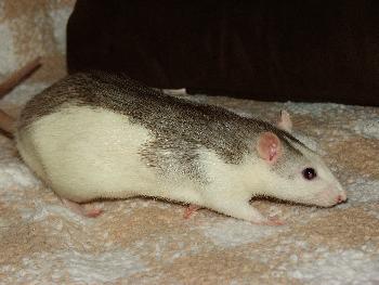 Giagomo unterwegs auf dem Sofa und macht sich lang