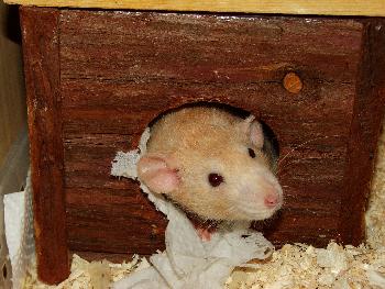 Chryschy schaut aus ihrem H�uschen