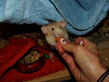 Chryschy mit einem Karottenleckerlie von Broscha