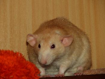 Chryschys lustige Schlappohren