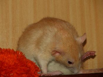 Sich sauber machen ist Pflicht