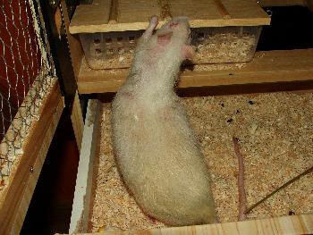 Klettern f�llt ihm schwer