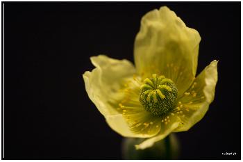 Arktischer Mohn