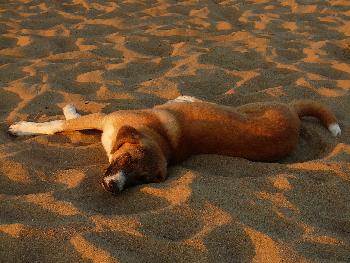 Mein Lieblings-Strandhund ...