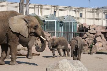 Bln. Tierpark,  Elefanten