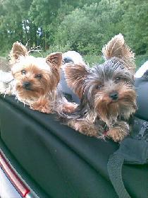 Yorkies