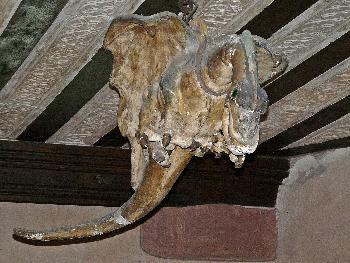 Erhaltener Drache in einem Wohnraum ...