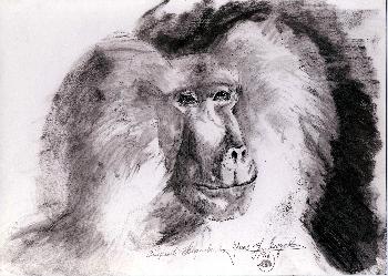 Pavian Chef Zoo Hagenbeck 01