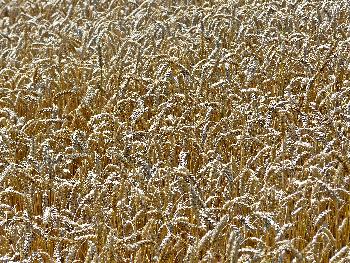 Gold-Coloured ...