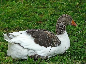 Hbsche, blauugige Pommerngans-Lady ...
