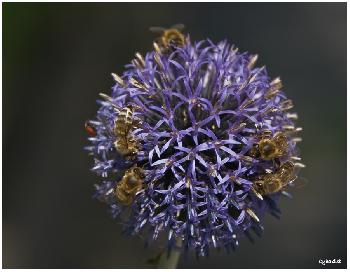 Allium