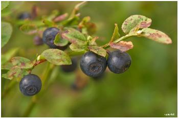 Heidelbeeren im Wald