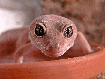 Durchdringende Augen ...