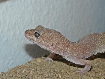 Menschenscheuer Gecko an meinem Arbeitsplatz, grusel* ...
