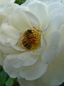 Versunken im Bl�tenrausch ...