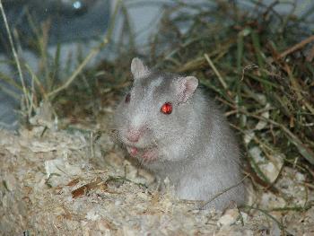 Wstenrennmaus mit Albino-Augen