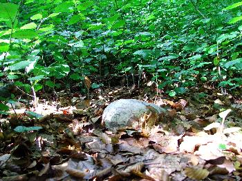 Broschas Stein im Sommer 2009