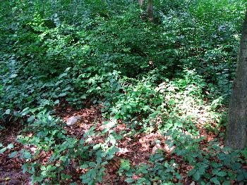 Broschas Ruhest�tte im Sommer 2009 (2)