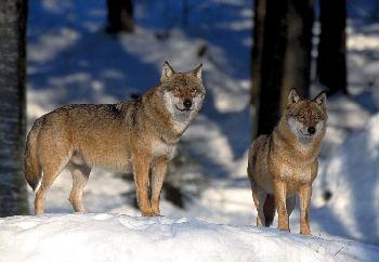 SIBIRISCHE   GRAUW�LFE