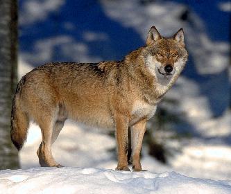 SIBIRISCHER  GRAUWOLF