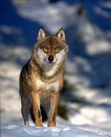 SIBIRISCHER  GRAUWOLF