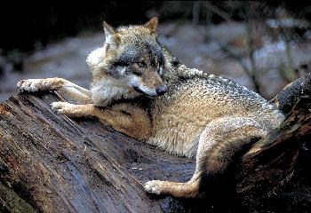 SIBIRISCHE  GRAUW�LFIN