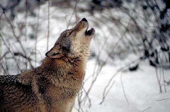 SIBIRISCHER  GRAUWOLF  HEULEND