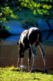 ELCHKALB  AM  WASSERLOCH