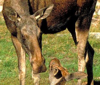ELCHKUH  MIT  KALB  FREIGESTELLT