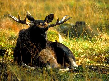 ELCHBULLE  ELVIS  AUS  DER  FINNISCHEN  TAIGA