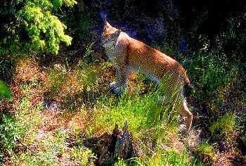 NORDLUCHS   IM   LICHT  DER   MITTERNACHTSSONNE