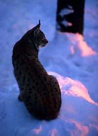 NORDLUCHS  IN  DER TAIGA              EXTREME  K�LTE