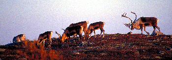 CARIBOUHERDE  IN  DER  HERBSTLICHEN  TUNDRA