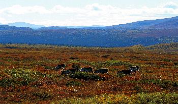 CARIBOUHERDE  IN  DER  HERBSTLICHEN  TUNDRA