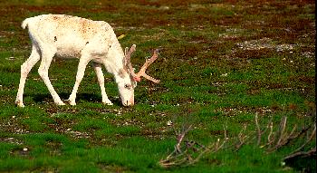 DAS WEISSE CARIBOU    MYTHOS DER ARKTISCHEN V�LKER